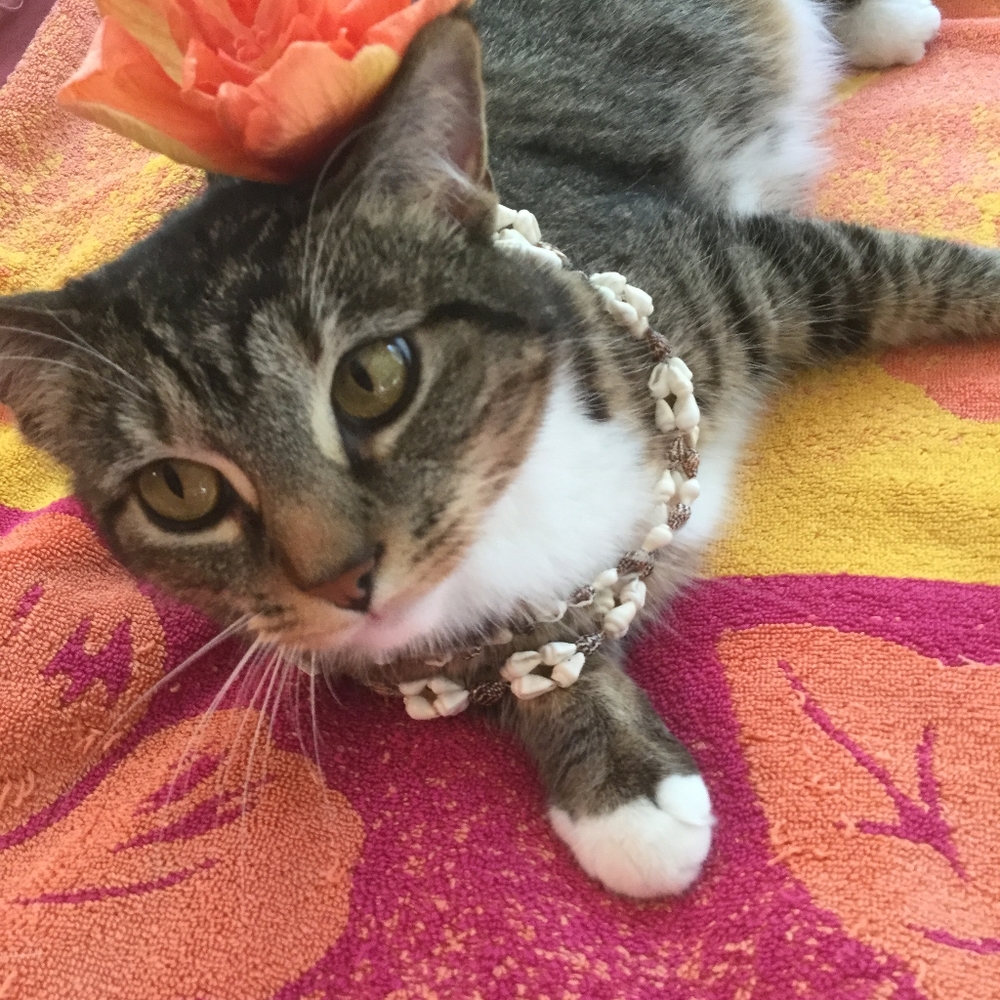 Meet your Posher, Karein 😺🌺